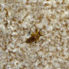 Golden dung fly