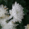 Chrysanthmum
