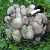 Coprinus quadrifidus (2 of 2)