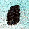 Leopard flatworm