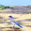 Western Scrub Jay