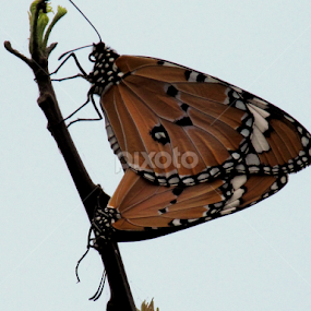 by Sanjay Dhar - Animals Other