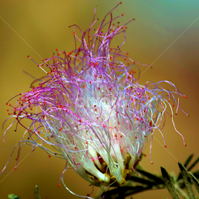 by Jyotirmoy Phukan - Flowers Single Flower