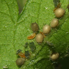 Gall Midge larvae