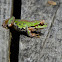 N Pacific Tree frog