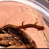 Southern Two-Lined Salamander