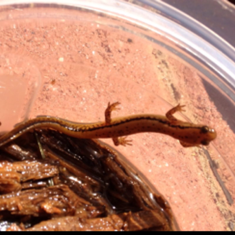 Southern Two-Lined Salamander