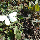 Small White