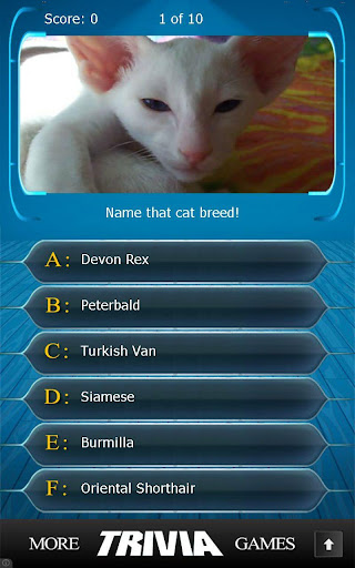 【免費益智App】Name that Cat Breed Trivia-APP點子