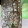 Bronze back tree snake