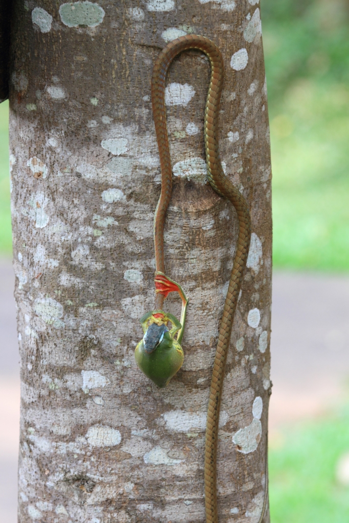 Bronze back tree snake
