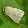 Tobacco budworm moth