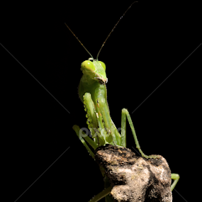 Walang by Gigih Ardiantoro - Animals Insects & Spiders