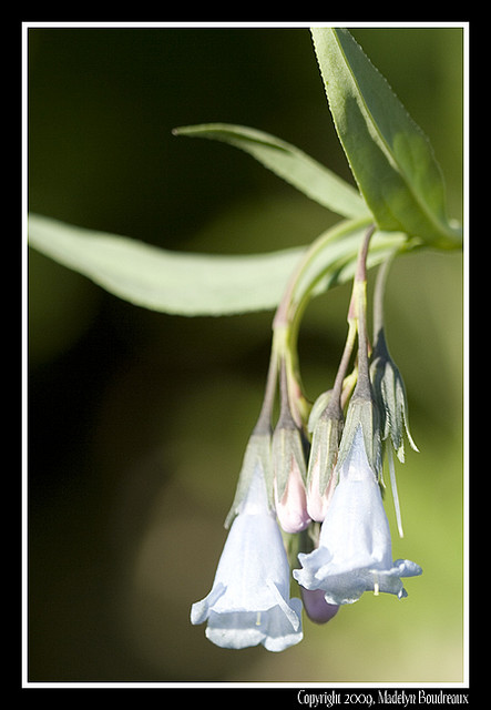 Tall Fringed Bluebells