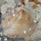 Common Slippersnail