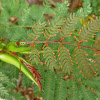 Bullhorn Acacia and Pseudomyrmex Ants