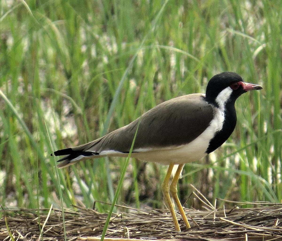 Red Wattled Lapwing