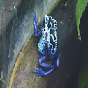 Poison blue dart frog