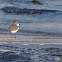 Kentish Plover / Snowy Plover