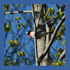 Rose Breasted Grosbeak