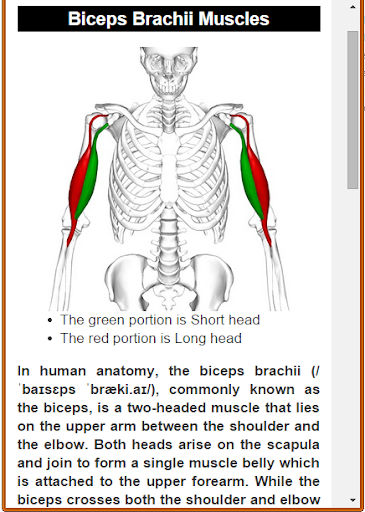 【免費教育App】Muscular System(Anatomy)-APP點子