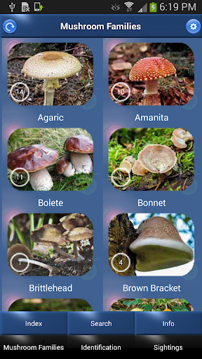 Mushroom Id - British Fungi