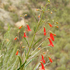 Scarlet Bugler