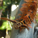 Lappet Moth Caterpillar
