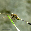 Green Marsh Hawk