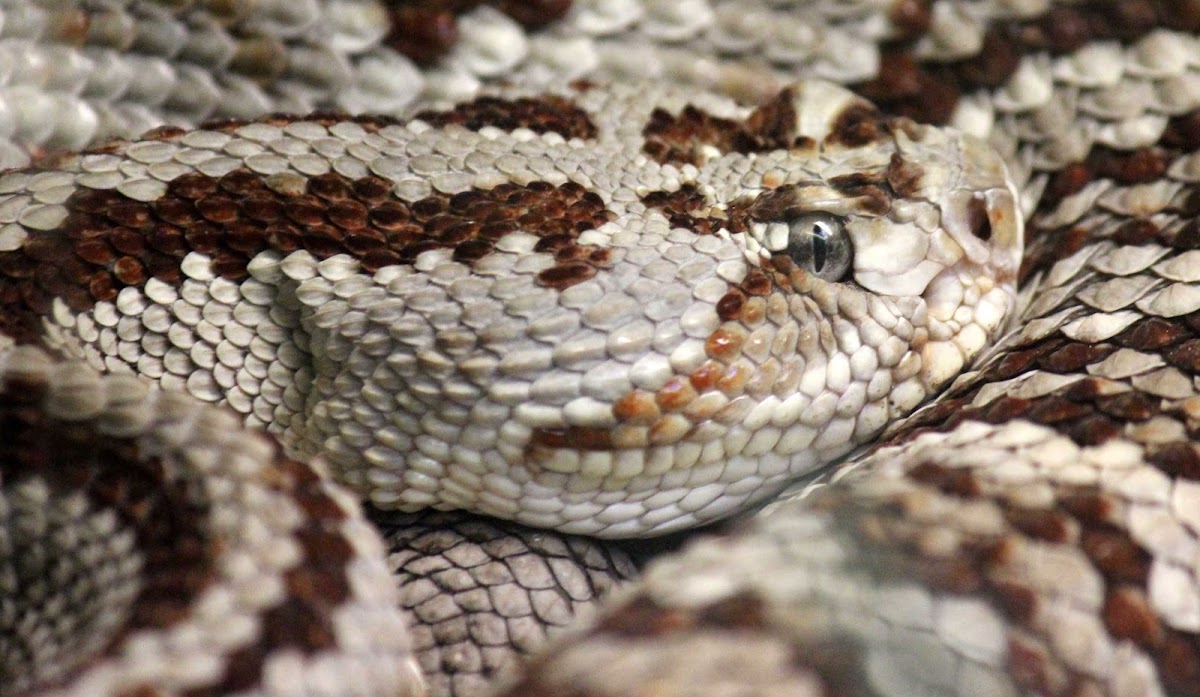 Tzabcan (Yucatán Neotropical Rattlesnake)