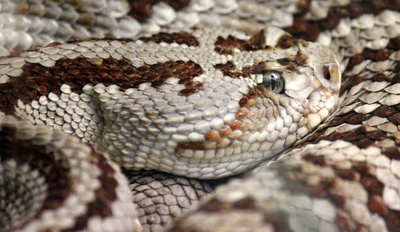 Resultado de imagem para Yucatán neotropical rattlesnake