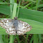 Common Chequered Skipper