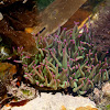 Snakelocks anemone