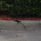 West African Rainbow Lizard