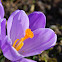 Wilde krokus/ Wild Crocus