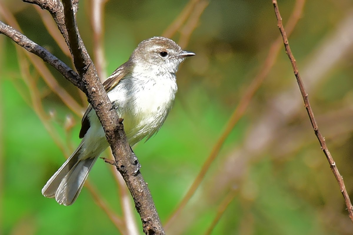 Bagageiro (Mouse-colored Tyrannulet)