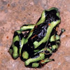Green Poison dart frog