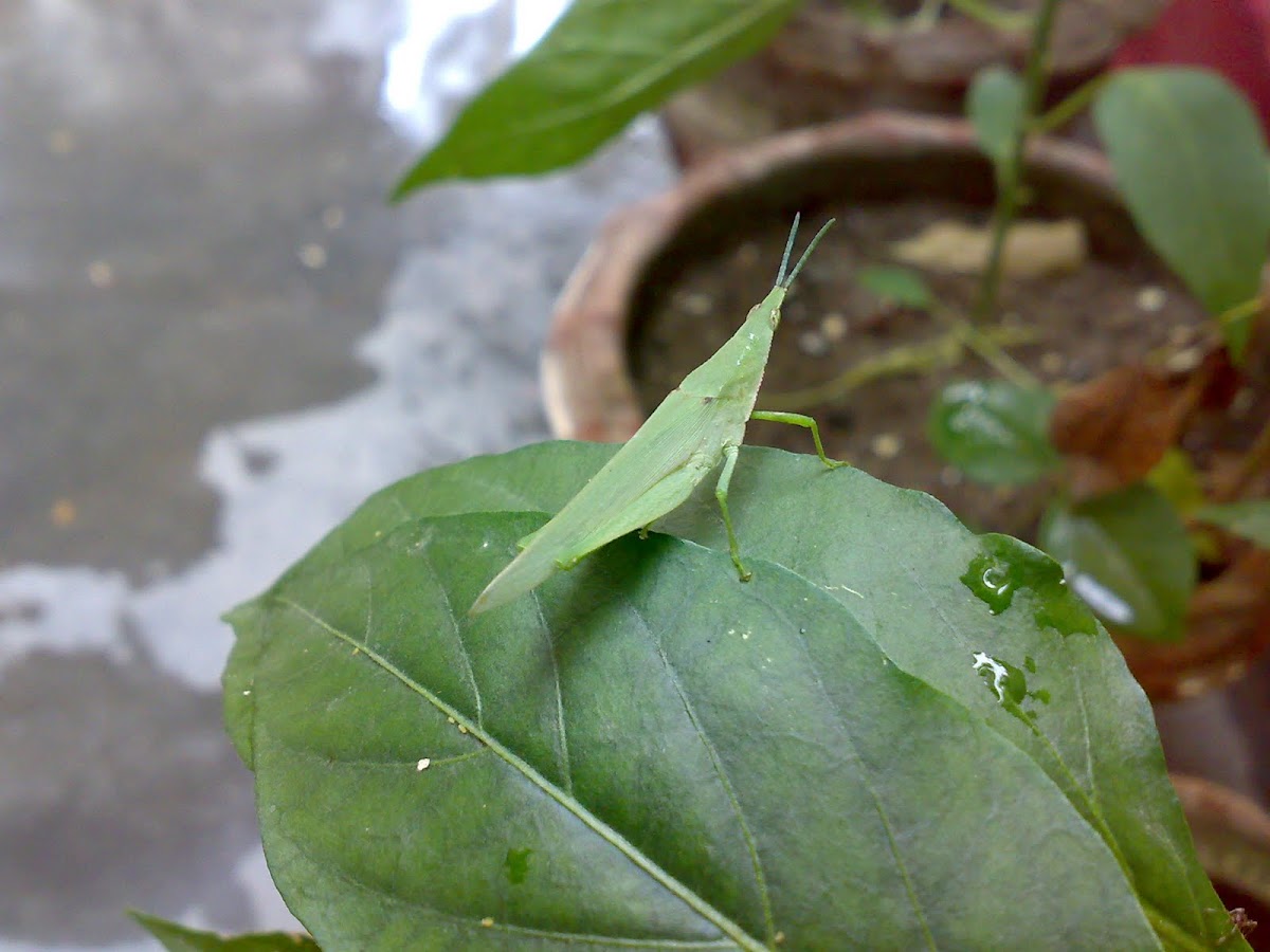 हरा टिड्डा (Green Grasshopper)