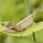 Sprinkled Grasshopper (female)