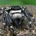 Jumping Spider