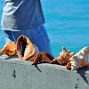 Conch and Starfish