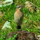 Northern Wheatear