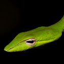 Asian vine snake