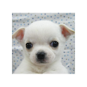 puzzle[Dog] logo
