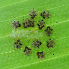 Shield bug nymphs