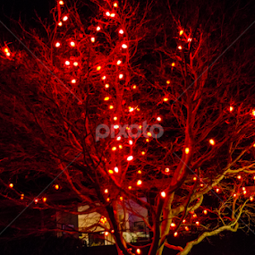 by Angelo Perrino - Public Holidays Christmas
