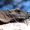 Lace Monitor