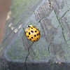 Asian lady beetle