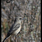 Female of Hodgson's Bushchat or White throated Bushchat