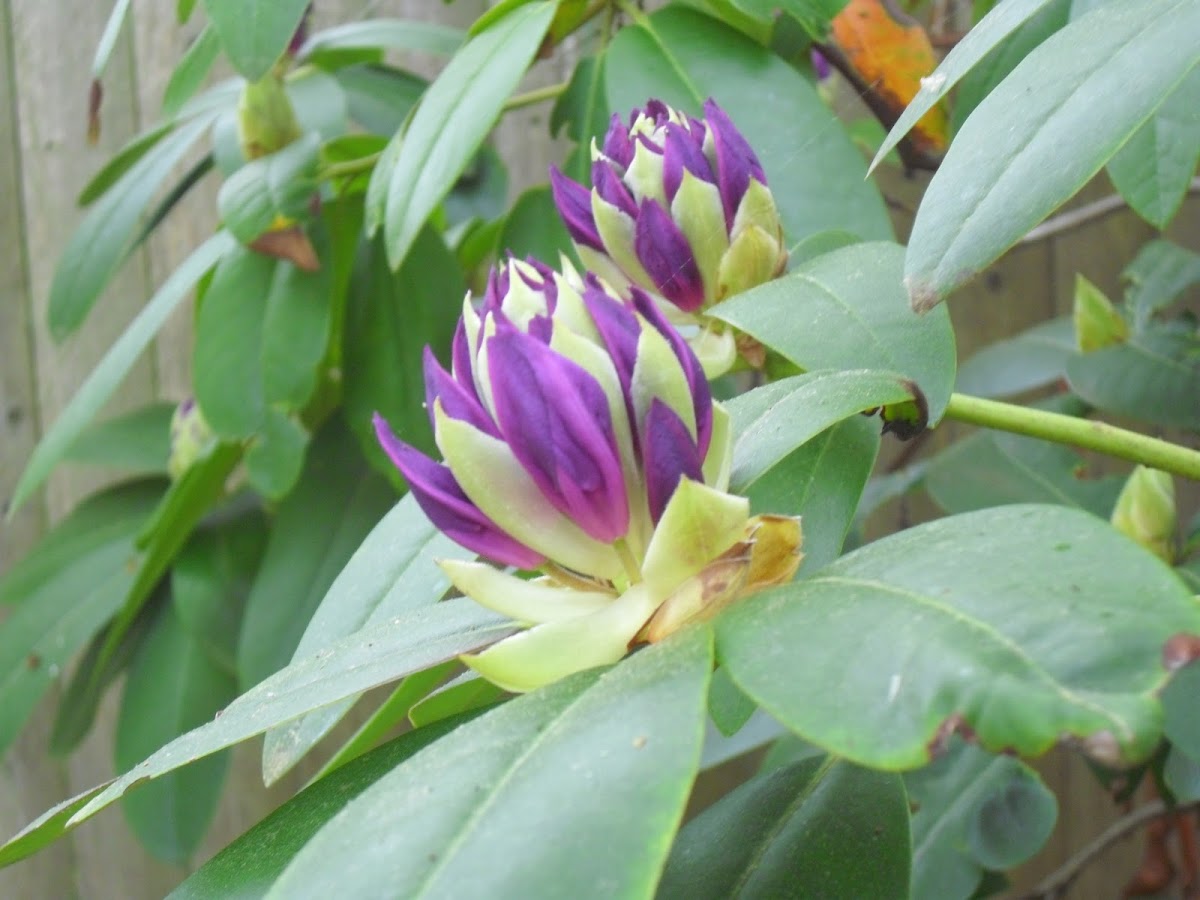 Budding Purple Rhododendron Flowers